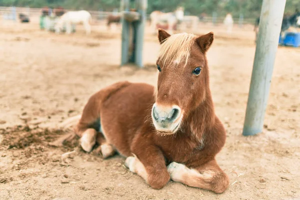 Schattige Pony Ontspannen Liggend Boerderij — Stockfoto