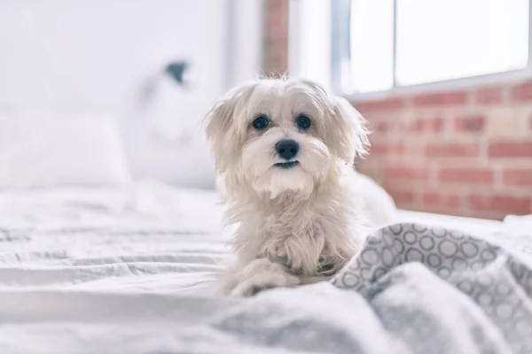 Adorable white dog at bed.