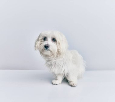 İzole edilmiş beyaz arka planda sevimli bir köpek.