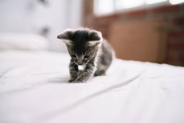 Güzel ve sevimli tüylü gri küçük kedicik güneşli bir günde yatakta oynuyor.