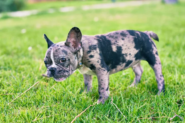 Bonito Cachorro Manchado Bulldog Francês Feliz Parque Livre — Fotografia de Stock