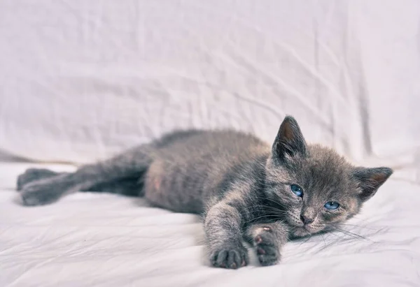 Yatakta Yatan Sevimli Gri Kedi — Stok fotoğraf