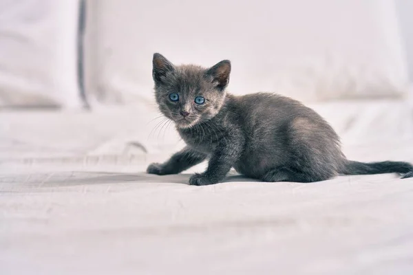 ベッドの上に寝そべってる灰色の猫 — ストック写真