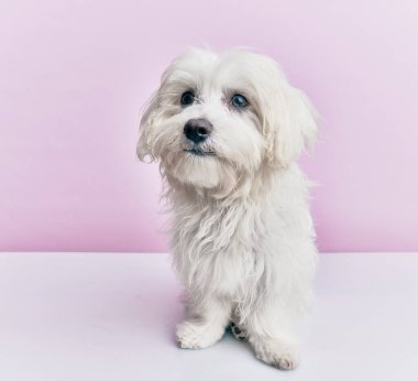 Soyutlanmış pembe arka planda sevimli bir köpek..