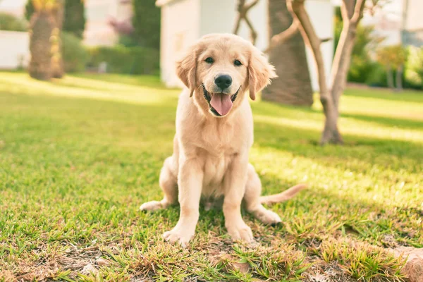 Mooie Schattige Golden Retriever Puppy Hond Die Plezier Heeft Het — Stockfoto