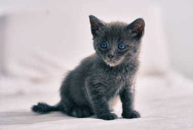 Tatlı gri kedi yatakta dinleniyor..