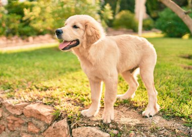 Güzel ve sevimli Golden Retriever köpek yavrusu parkta yeşil çimlerin üzerinde oturmuş eğleniyor. Güzel labrador safkan köpek.