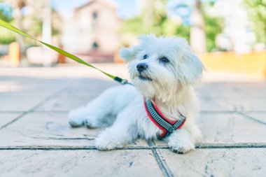 Şehrin caddesinde sevimli beyaz köpek.