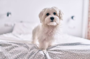 Yatakta sevimli beyaz köpek.