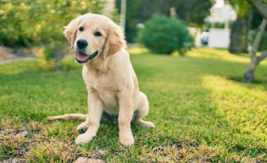 Güzel ve sevimli Golden Retriever köpek yavrusu parkta yeşil çimlerin üzerinde oturmuş eğleniyor. Güzel labrador safkan köpek.