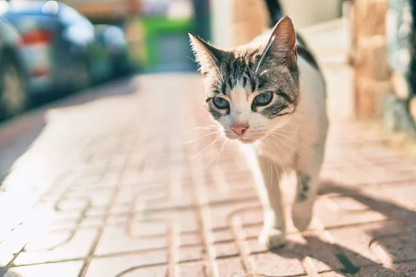 Bellissimo Gatto Adulto Randagio Con Gli Occhi Azzurri Sulla Strada — Foto Stock