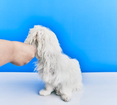 Mavi arka planda sevimli bir köpek..