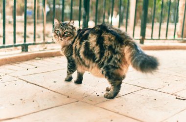 Parkta yürüyen sevimli kedi..