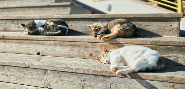 Group Stray Cats Sleeping Outdoors Sunny Day Sunbathing Together Having — Stock Photo, Image