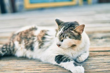 Parkta uyuyan sevimli kedi..