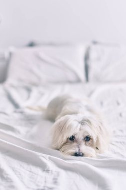 Yatakta sevimli beyaz köpek.