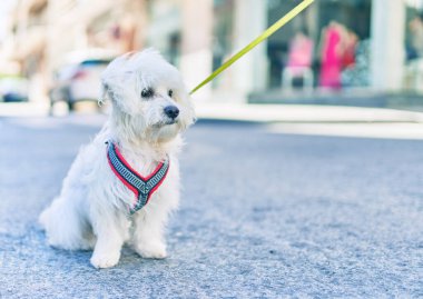 Şehrin caddesinde sevimli beyaz köpek.