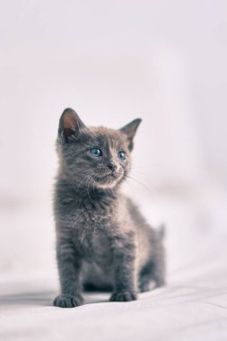 Tatlı gri kedi yatakta dinleniyor..