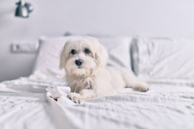 Yatakta sevimli beyaz köpek.