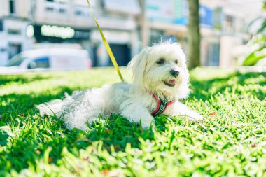 Parktaki sevimli beyaz köpek..