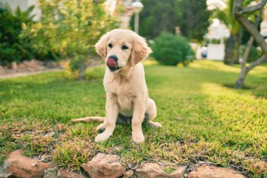 Güzel ve sevimli Golden Retriever köpek yavrusu parkta yeşil çimlerin üzerinde oturmuş eğleniyor. Güzel labrador safkan köpek.