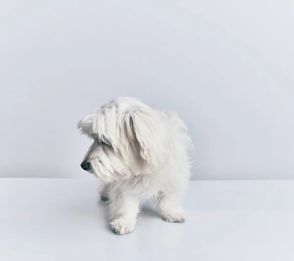 Uroczy Pies Odizolowanym Białym Tle — Zdjęcie stockowe