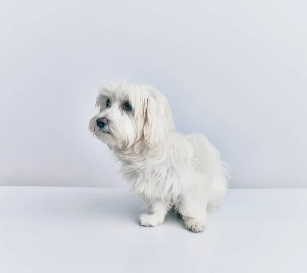 Adorable Perro Sobre Fondo Blanco Aislado — Foto de Stock