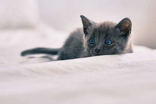 Yatakta Yatan Sevimli Gri Kedi — Stok fotoğraf