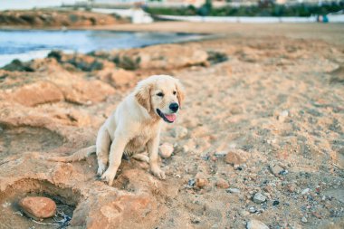 Güzel ve sevimli Golden Retriever köpek yavrusu kumsalda oturmuş eğleniyor. Yazın sahilde safkan labrador.