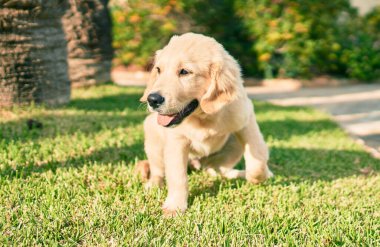 Güzel ve sevimli Golden Retriever köpek yavrusu parkta yeşil çimlerin üzerinde oturmuş eğleniyor. Güzel labrador safkan köpek.