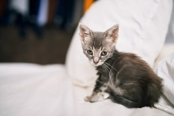 Vacker Och Söt Lurvig Grå Liten Katt Leker Sängen Solig — Stockfoto