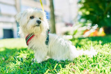 Parktaki sevimli beyaz köpek..