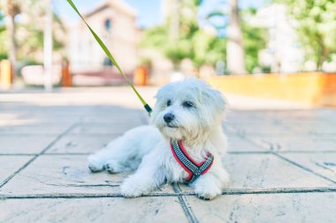 Şehrin caddesinde sevimli beyaz köpek.