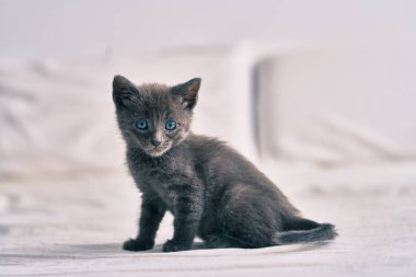 Tatlı gri kedi yatakta dinleniyor..