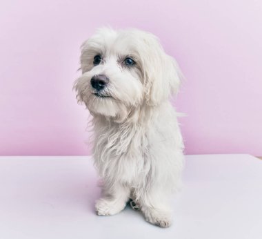 Soyutlanmış pembe arka planda sevimli bir köpek..