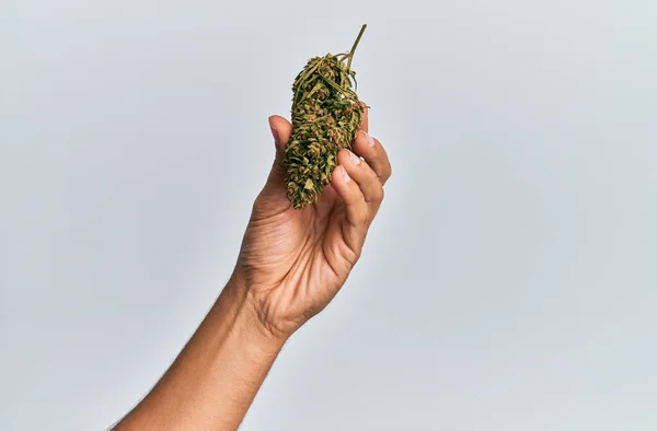 Mano Uomo Ispanico Che Tiene Marijuana Germoglio Cannabis Sfondo Bianco — Foto Stock