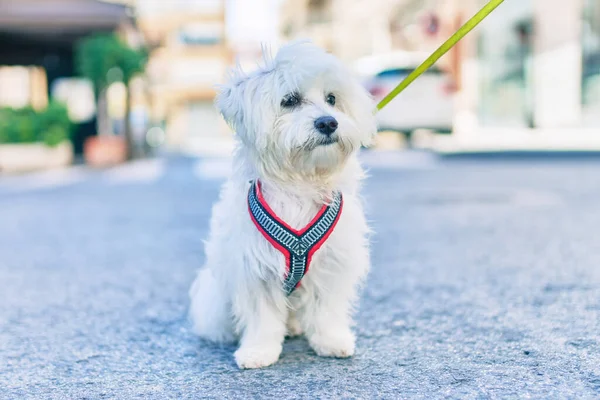 Bedårande Vit Hund Gatan Staden — Stockfoto