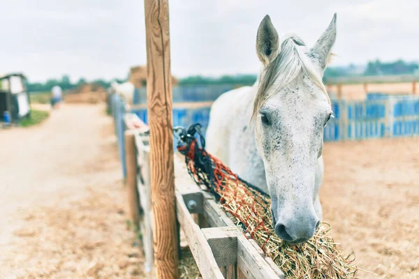 Adorable Cheval Ferme — Photo