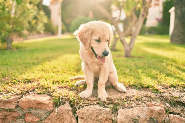 Vacker Och Söt Golden Retriever Valp Hund Har Kul Parken — Stockfoto