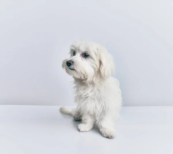 Rozkošný Pes Přes Izolované Bílé Pozadí — Stock fotografie