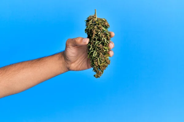 Mão Homem Hispânico Segurando Maconha Bud Cannabis Sobre Fundo Azul — Fotografia de Stock