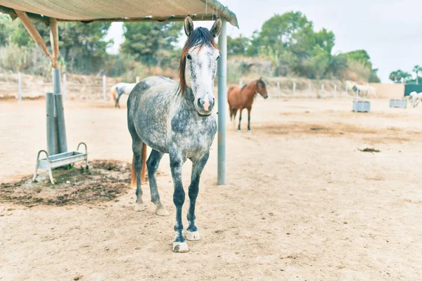 Cavalo Adorável Fazenda — Fotografia de Stock