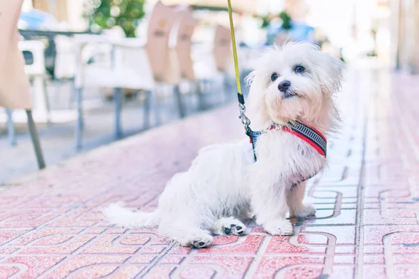 Bedårande Vit Hund Gatan Staden — Stockfoto