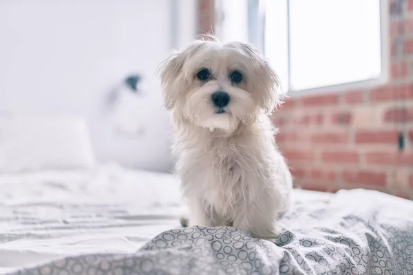 Liebenswerter Weißer Hund Bett — Stockfoto