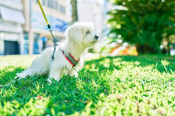 Uroczy Biały Pies Parku — Zdjęcie stockowe