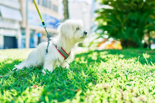 Cão Branco Adorável Parque — Fotografia de Stock