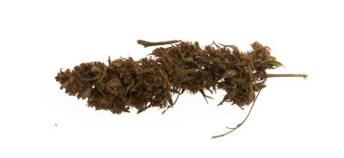 İzole edilmiş beyaz arkaplan üzerinde esrar tomurcuğu keneviri.