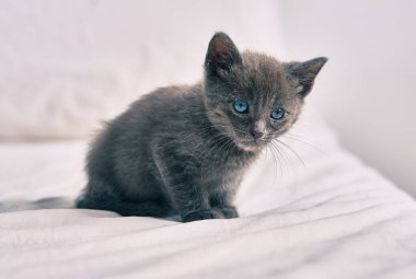 Tatlı gri kedi yatakta dinleniyor..