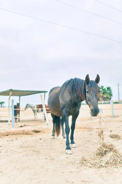 農場での愛らしい馬 — ストック写真