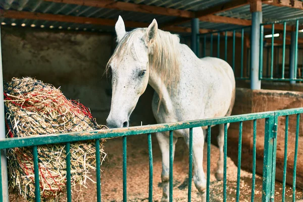 Adorable Caballo Granero — Foto de Stock